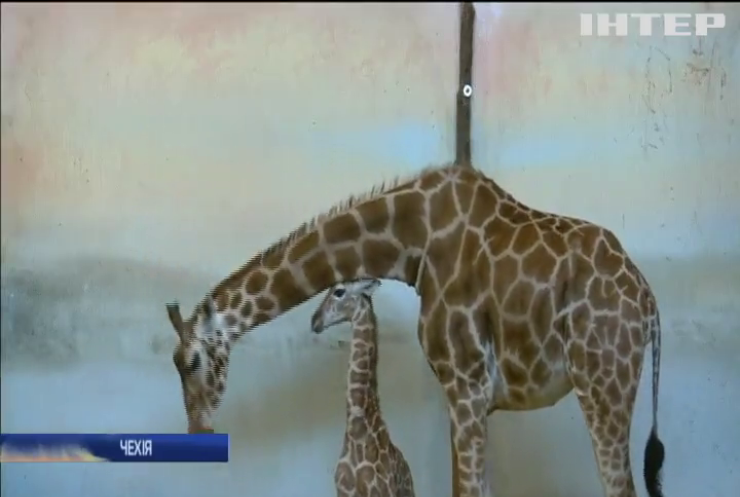 Маленьке жирафеня показали відвідувачам зоопарку Праги