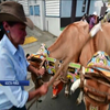У Коста-Риці влаштували парад погоничів биків