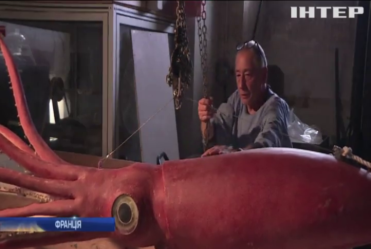 У паризькому музеї відвідувачам покажуть гігантського кальмара (відео)
