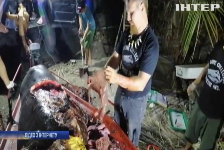 Зі шлунку кита дістали 40 кілограмів поліетиленового сміття (відео)