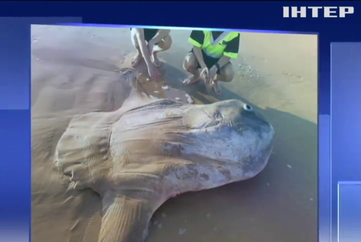 В Австралії знайшли рідкісну сонячну рибу