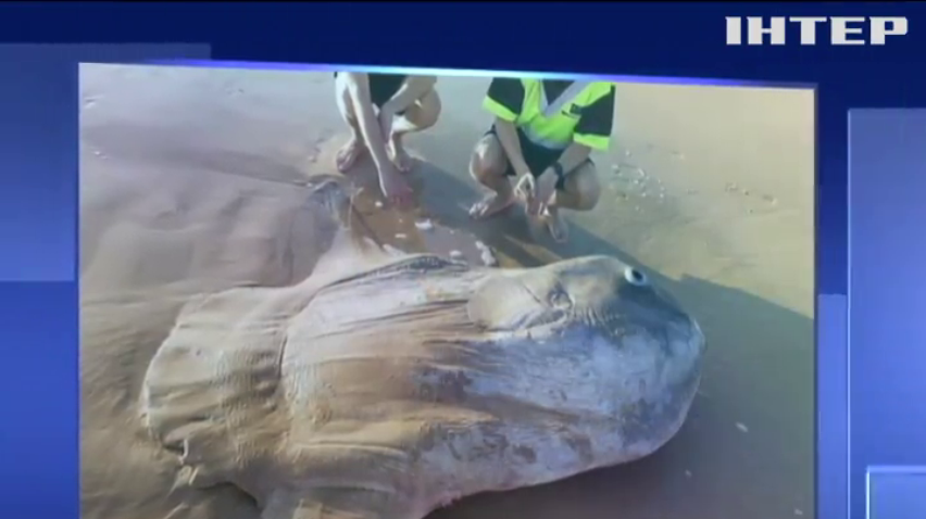 В Австралії знайшли рідкісну сонячну рибу