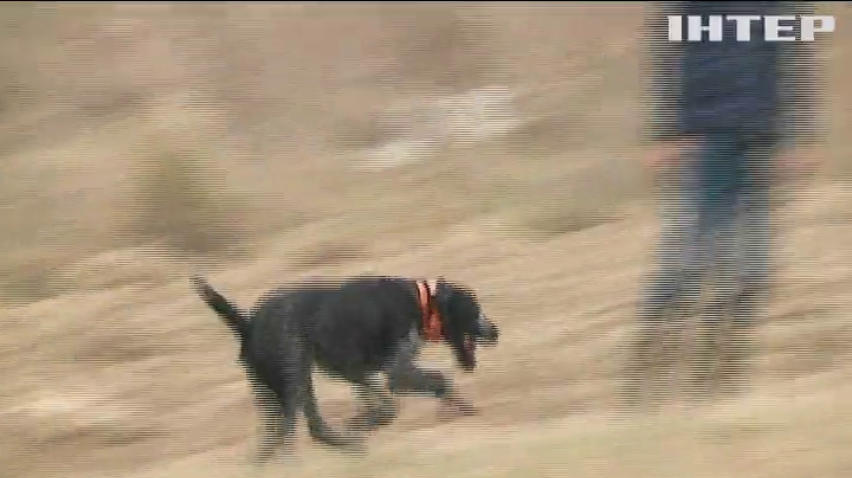 На Прикарпатті влаштували змагання мисливських собак