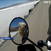 У Аргентині байкер об'їхав усю країну на мотоциклі зі своїм другом-собакою 