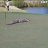 Велетенський алігатор прийняв участь у грі у гольф