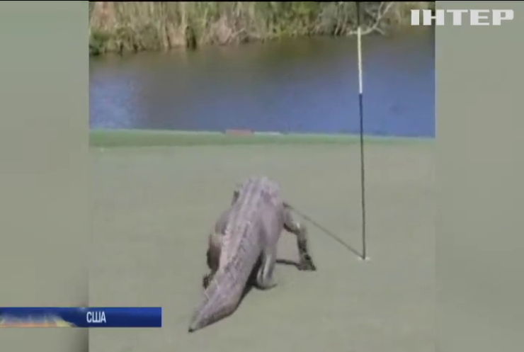 В США під час гри в гольф на поле вийшов алігатор