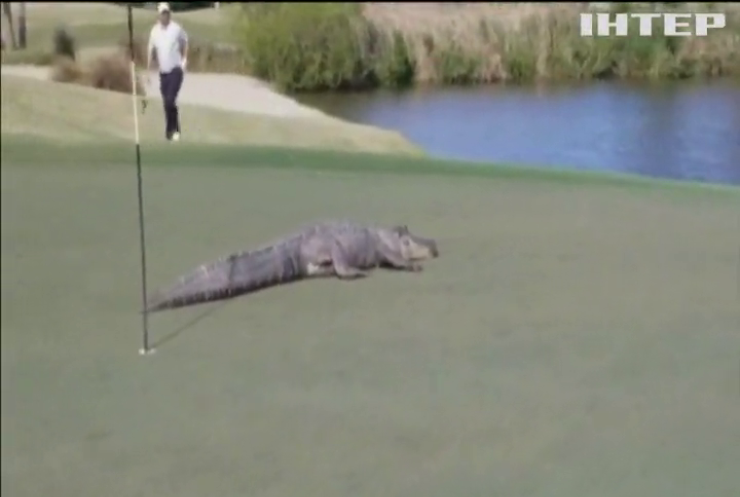 Велетенський алігатор прийняв участь у грі у гольф