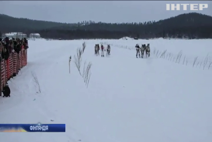 У Лапландії відбулись традиційні перегони на оленях