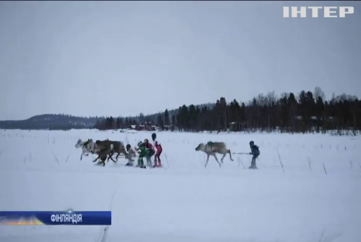 Перегони на оленях: у Лапландії провели традиційні змагання