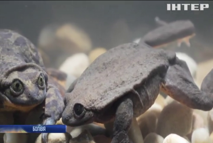 У Болівії самець рідкісної жаби знайшов собі подругу