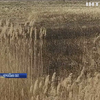 Україну охопили масові пожежі сухої трави