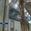 Зоопарк у Парижі відтворює природнє середовище для тварин