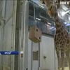 Парижський зоопарк показав як розважають звірів в неволі