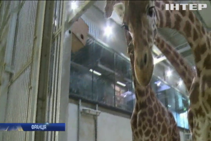 Зоопарк у Парижі відтворює природнє середовище для тварин