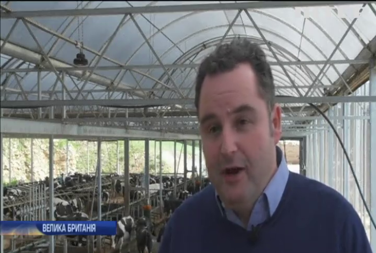 Британську ферму обладнали 5G-інтернетом для худоби