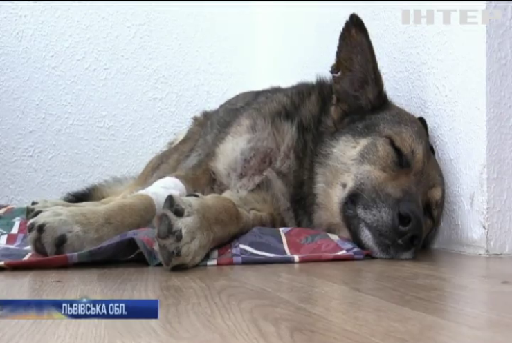 На Львівщині жінка замовила вбивство власного собаки