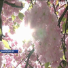 В Ужгороді розквітли тисячі дерев японської вишні