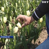 На Буковині розквітла справжня долина тюльпанів
