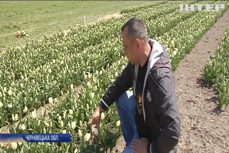 На Буковині місцевий житель дивує туристів тюльпанами