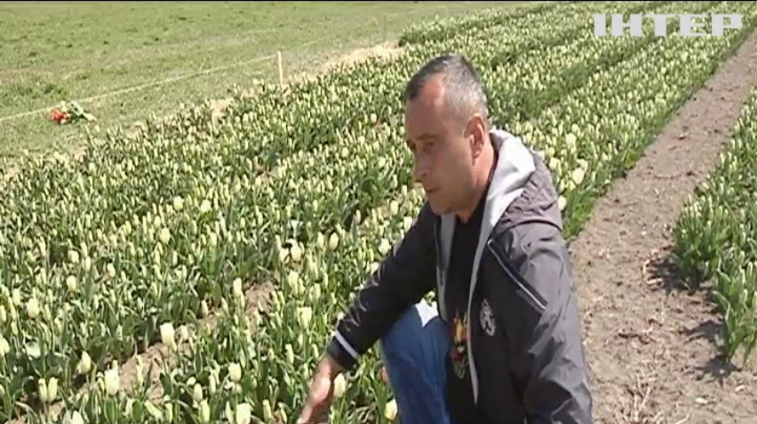 На Буковині розквітла долина тюльпанів 