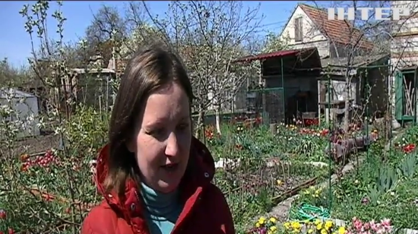 Мешканка Миколаєва виростила тисячі тюльпанів на подвір'ї