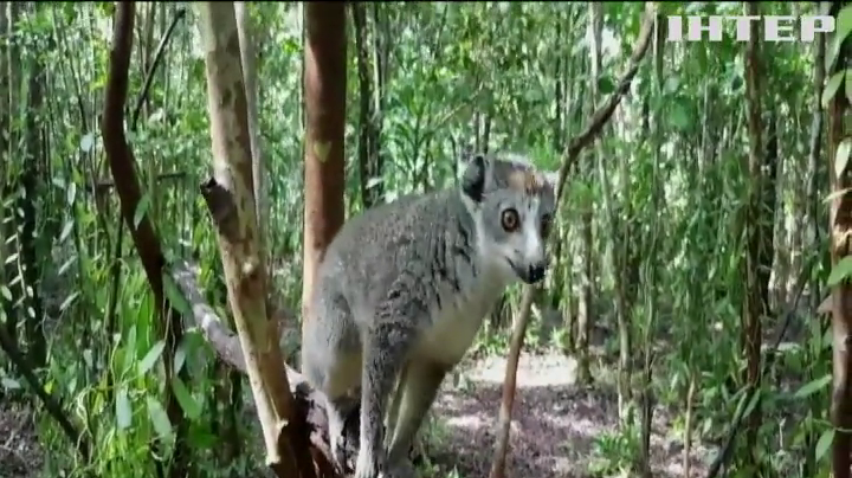 Активісти Мадагаскару намагаються зберегти острів для лемурів