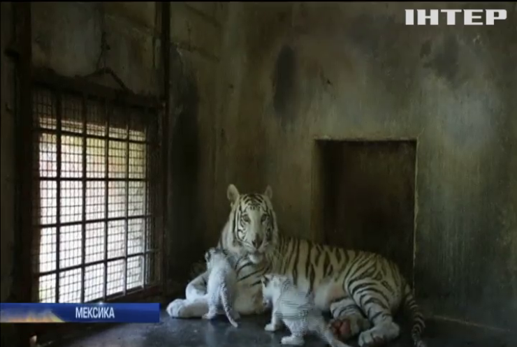 У мексиканському зоопарку уперше показали новонароджених бенгальських тигренят