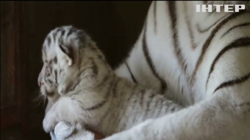 У зоопарку Мексики показали новонароджених білих тигренят