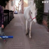 У Франкфурті самотня кобила щодня гуляє вулицями міста