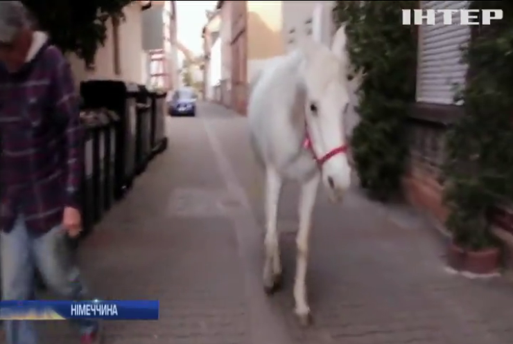 У Франкфурті самотня кобила щодня гуляє вулицями міста