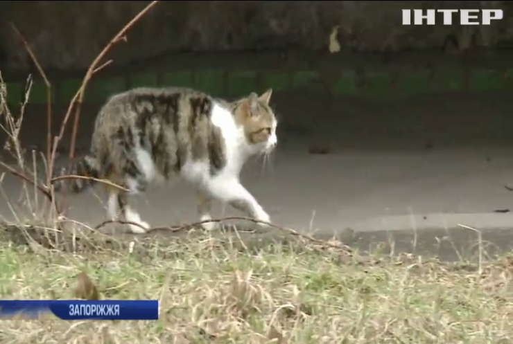  У Запоріжжі котів визнали частиною міської екосистеми