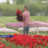 На Буковині створили грядки тюльпанів у формі карти України