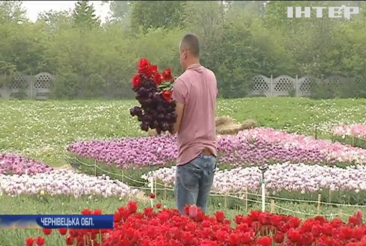 На Буковині створили грядки тюльпанів у формі карти України