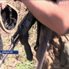 Війна на Донбасі: зафіксовано чергове загострення