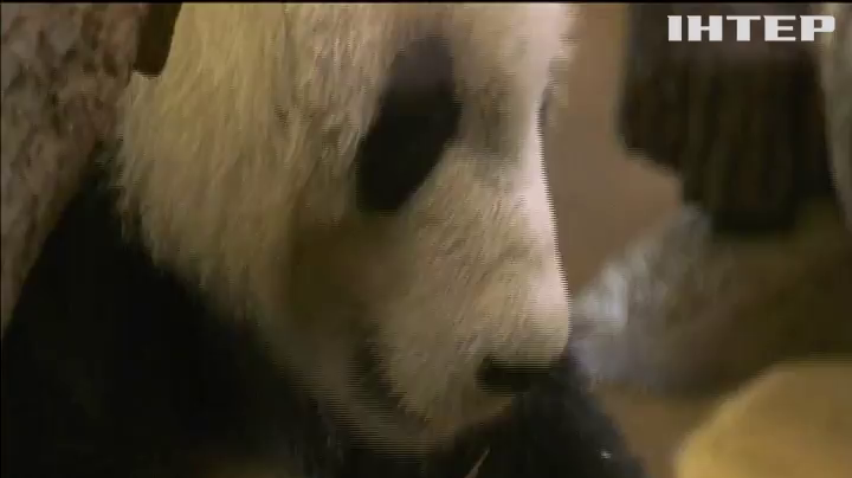 У віденському зоопарку житиме панда з Китаю