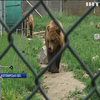 На Житомирщині рятують ведмедів після роботи у цирку