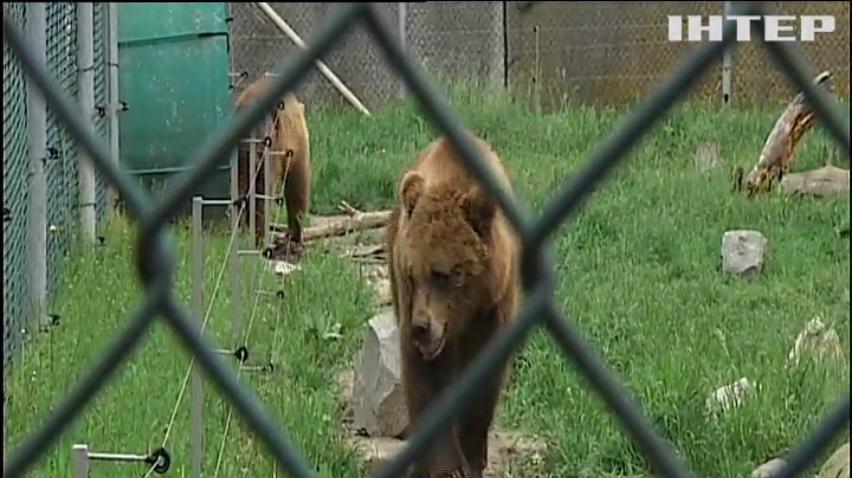 На Житомирщині рятують ведмедів після роботи у цирку