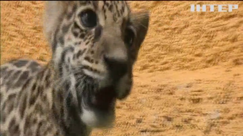 Мексиканський зоопарк поповнився дитинчам ягуара