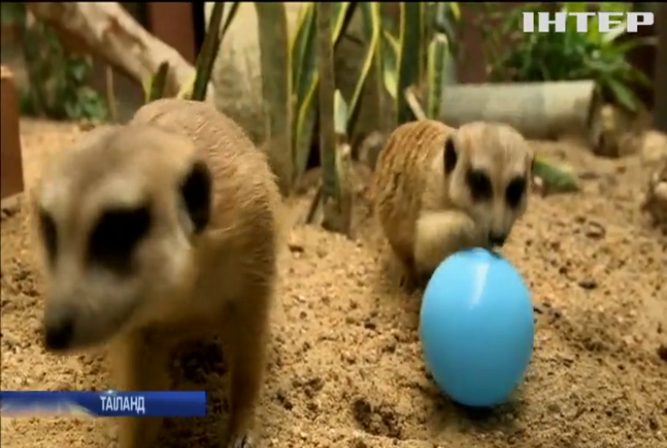 Дітей у зоопарку Таїланду розважають новонароджені сурікати