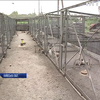 Фермер на Київщині вирощує фазанів для полювання