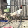Ферма під Києвом вирощує фазанів для полювання