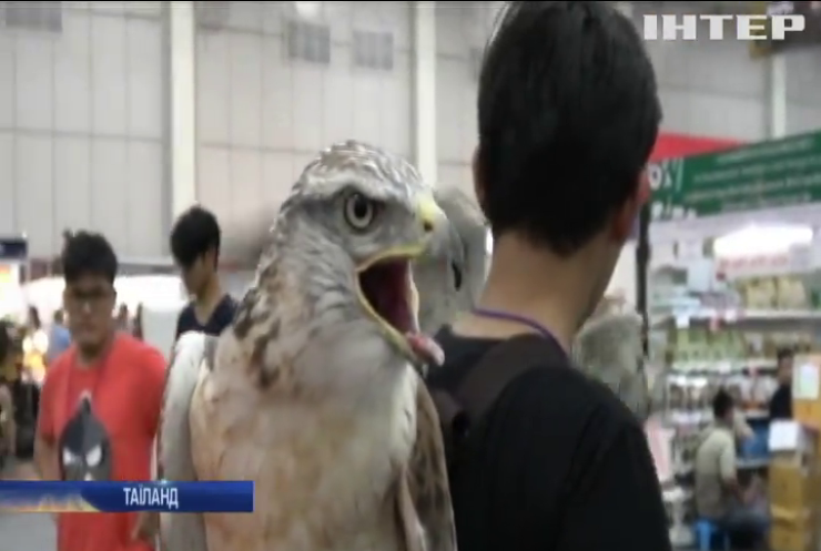 У Таїланді пройшла масштабна виставка домашніх тварин