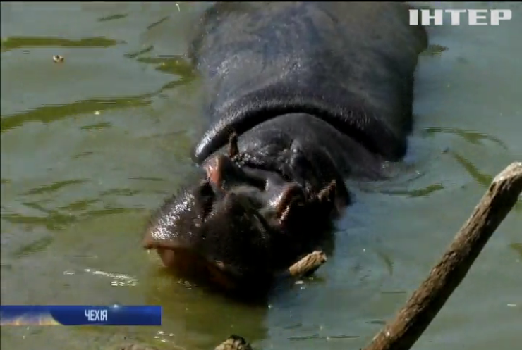 Чеські бегемоти рятуються від спеки у ваннах