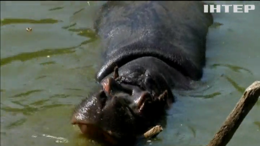 Чеські бегемоти рятуються від спеки у ваннах
