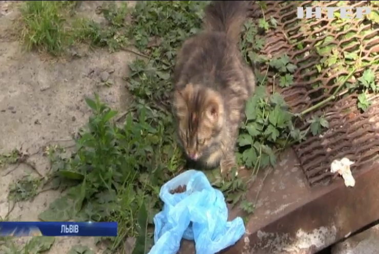 У Львові влаштували перепис вуличних котів