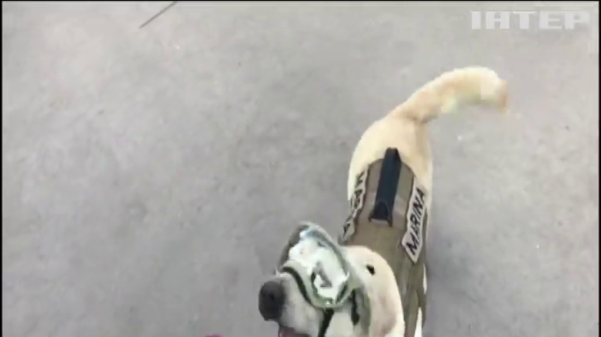 У Мексиці провели на пенсію собаку-рятувальника