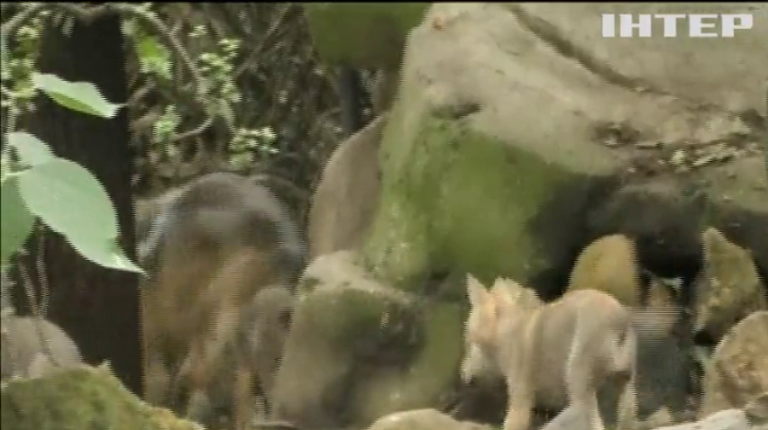 У зоопарку Мехіко показали рідкісних вовченят
