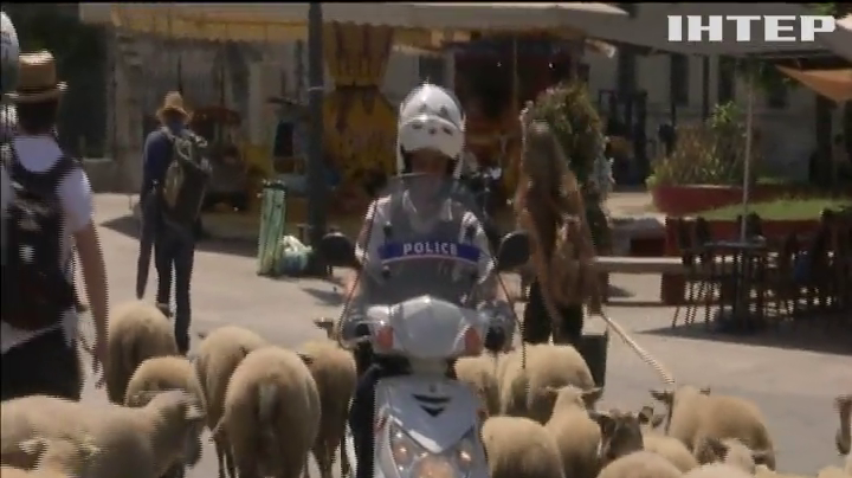 Жителям Парижу показали отари овець
