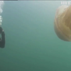 У Британії знайшли медузу завбільшки з людину