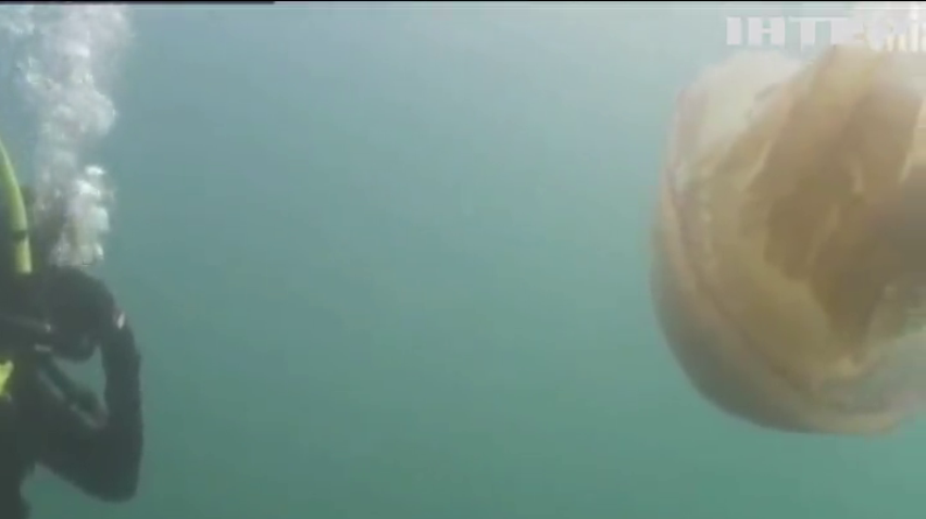 У Британії знайшли медузу завбільшки з людину